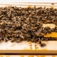 Пасечник из Курской области взыскал с предприятия 750 тысяч рублей за погибших пчел