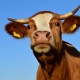 В Курской области из-за больной коровы установили карантин по бешенству на 60 дней