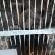 В Курской области диких животных изымут из зоопарка по решению суда