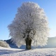 В Курской области 26 декабря вновь похолодает до 15 градусов мороза