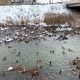 В Курской области 15 и 16 января пройдет перепись водоплавающих птиц