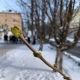 В Курске в начале февраля на деревьях набухли почки