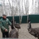 В Курской области закрывшемуся Парку птиц помогут получить лицензию