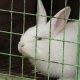 Жительница Курской области осуждена за кражу крольчихи