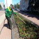 До конца мая в Курске высадят 233 тысячи цветов