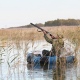 В Курской области утверждены ограничения охоты