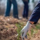 В Курской области посадят «Сад памяти» с 33 897 деревьями