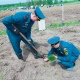 В Курской области высадили «Сад памяти» из 33 897 деревьев