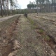 В Курской области высадили больше миллиона деревьев