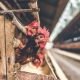 Куряне пытались похитить 4 тысячи кур с птицефабрики
