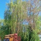 В Курске в Георгиевском сквере спиливают аварийные деревья