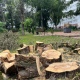 В Курске в сквере Русско-армянской дружбы спилили деревья