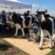 В Курской области владелец лучшей молочной коровы получит автомобиль