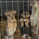 За выброшенных на улицу домашних животных вводится штраф до 30 тысяч рублей