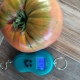 Жительница Курска вырастила помидор весом больше килограмма
