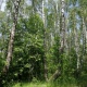 В лесу Курской области пропал 38-летний грибник