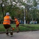 В Курске спилят еще 1500 больных и аварийных деревьев