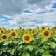 В Курской области 13 августа местами вероятны дожди с грозами и жара до 31 градуса
