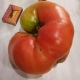 В Курске вырос огромный помидор
