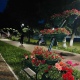 В Курске в массовой краже цветов из Детского парка полиция подозревает одного человека