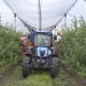 В Курской области яблоки выращивают под противоградной сеткой