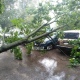 В Курске дерево рухнуло на машины