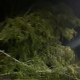 В Курске поваленные ветром деревья перекрыли дороги