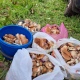В Курской области в лесах снова собирают грибы ведрами
