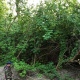 В лесу под Курском найден пропавший 62-летний житель Дични