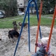 Куряне жалуются на стаи собак на детских площадках