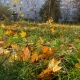 В Курской области 5 октября ожидаются небольшие дожди и 4-12 градусов