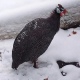 В центре Курска по снегу гуляет африканская птица