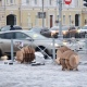 В Курске на улице Ленина появились радующиеся заборам овцы