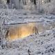 В Курской области 11 января ожидается до 17 градусов мороза