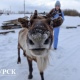В Курской области поселились северные олени