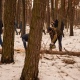 В Курске 4 марта будут заготавливать дрова для военнослужащих СВО