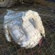 В Курске на реке Тускарь спасли лебедя с подбитым крылом