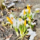 17 марта в Курской области ожидают дождь и мокрый снег