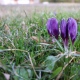 Весной Курск украсят десятки тысяч цветов