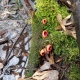 В Курской области в лесах появилась чаша эльфа