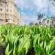 В Курской области 3 мая обещают заморозки