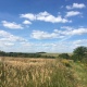 В Курской области у сельхозпредприятия изымают 81,4 гектара земли для последующей продажи