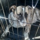 В Курске с начала года отловили 103 собаки