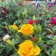 В Курске в сквере имени Вячеслава Клыкова высадят 140 кустов роз