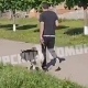 В Курске полиция проверит хозяина собаки, который грубил прохожим