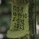 В мэрии Курска опровергли информацию о санитарной рубке деревьев в Знаменской роще