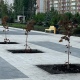 В Курске в парке «Патриот» на проспекте Победы высадили красные клёны