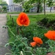 27 мая в Курской области ожидаются дожди, грозы и до +28°С
