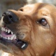 В Курской области бродячая собака напала на 2-летнего ребенка