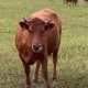 На конкурс «Курская буренка-2023» главы районов области не хотят предоставлять коров
